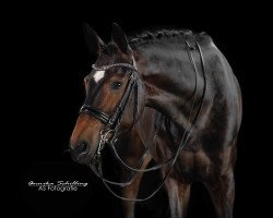 dressage horse Diamond Queen EH (Oldenburg, 2015, from Dimaggio)