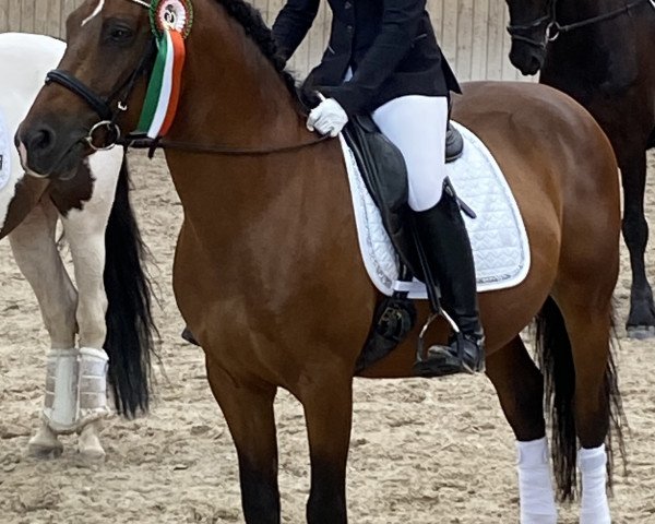 dressage horse Aramis 652 (Hungarian Warmblood, 2014)