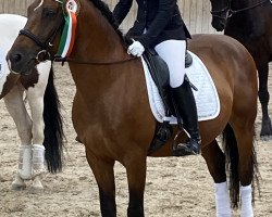 dressage horse Aramis 652 (Hungarian Warmblood, 2014)