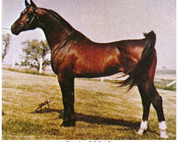stallion Garis ox (Arabian thoroughbred, 1962, from Niga ox)