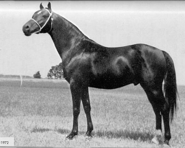 stallion Niga ox (Arabian thoroughbred, 1957, from Nitez ox)