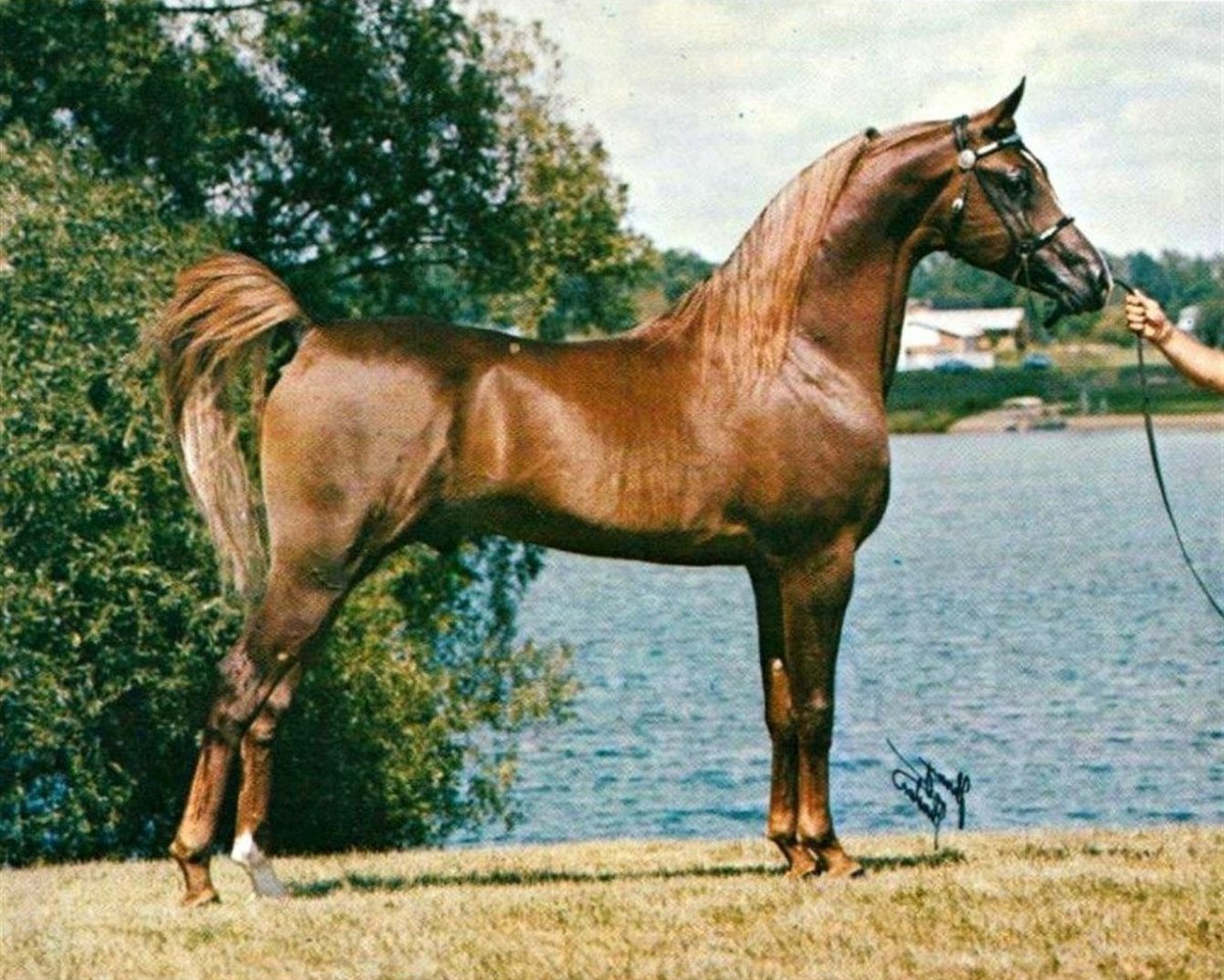 horse Asadd ox (Arabian purebred, 1970, from Sultann EAO)