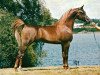 Pferd Asadd ox (Vollblutaraber, 1970, von Sultann EAO)