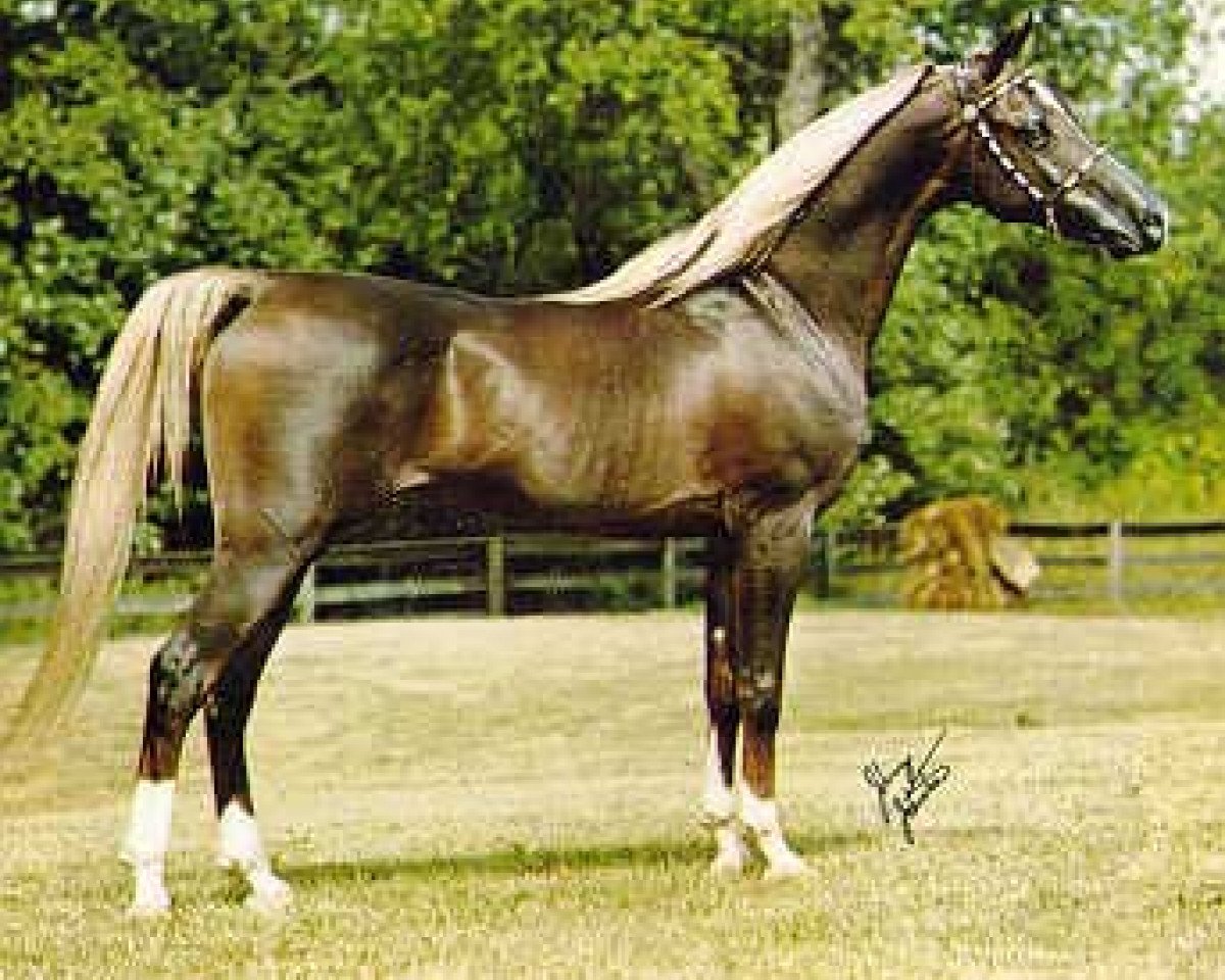 stallion Sultann EAO (Arabian purebred, 1961, from Sameh 1945 RAS)