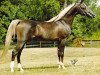 stallion Sultann EAO (Arabian thoroughbred, 1961, from Sameh 1945 RAS)