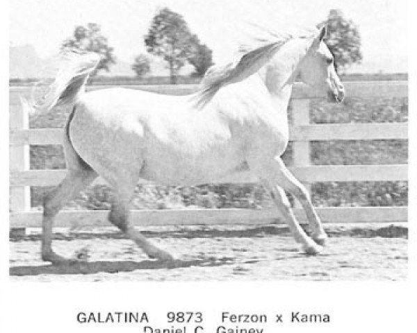 Zuchtstute Galatina ox (Vollblutaraber, 1955, von Ferzon ox)