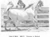 broodmare Galatina ox (Arabian thoroughbred, 1955, from Ferzon ox)