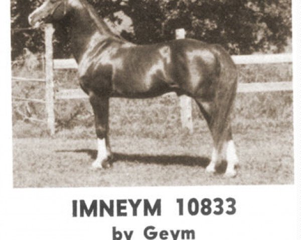 stallion Imneym ox (Arabian thoroughbred, 1956, from Geym ox)