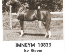 Deckhengst Imneym ox (Vollblutaraber, 1956, von Geym ox)