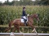 dressage horse Belleveldaire (Westphalian, 2018, from Belissimo NRW)