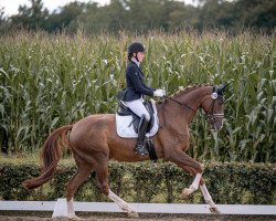 dressage horse Belleveldaire (Westphalian, 2018, from Belissimo NRW)