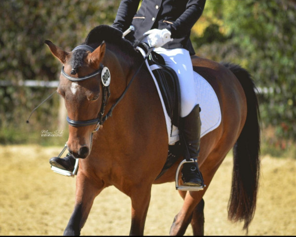 Dressurpferd Equador (Nederlands Rijpaarden en Pony, 2009, von Eduard)