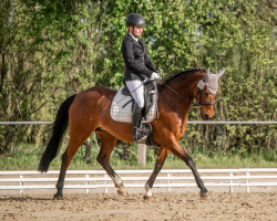 dressage horse Socke 58 (Nederlands Welsh Ridepony, 2007, from De Goede Ree Now or Never)