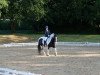 dressage horse Junior´s Vaiana (Tinker / Irish Cob / Gypsy Vanner, 2017)