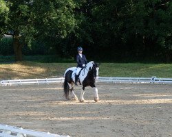 Dressurpferd Junior´s Vaiana (Tinker / Irish Cob / Gypsy Vanner, 2017)