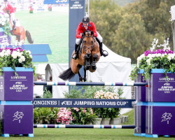 jumper First Lady (Oldenburg show jumper, 2013, from Don Diarado)