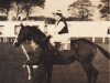 stallion Bahrain xx (Thoroughbred, 1957, from Tulyar xx)
