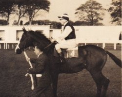 stallion Bahrain xx (Thoroughbred, 1957, from Tulyar xx)