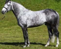 Springpferd Hallowberry Cruz (Irish Sport Horse, 2006, von Cruising)