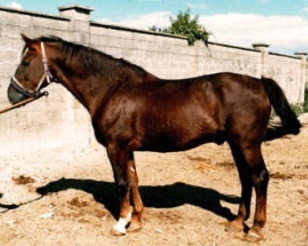 stallion Laughton's Flight (Irish Sport Horse, 1983, from King of Diamonds)