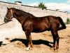 stallion Laughton's Flight (Irish Sport Horse, 1983, from King of Diamonds)