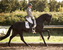 dressage horse Erbsenkönig P (Rhinelander, 2020, from Escamillo)