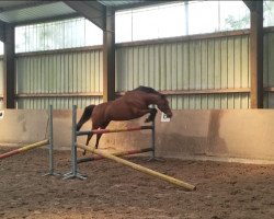 dressage horse Queenie 42 (German Riding Pony, 2015, from Quiwi Dream)