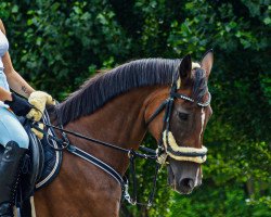 dressage horse Baileys (Oldenburg, 2008, from Licotus)