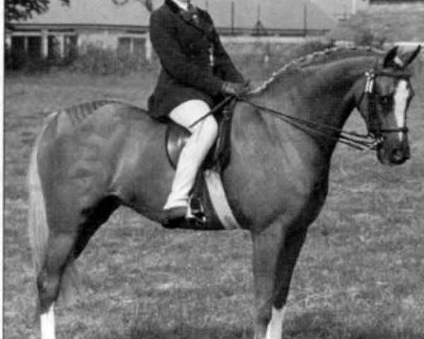 Pferd Harmony Bubbling Cabaret (British Riding Pony, 1981, von Oakley (C) Bubbling Spring)