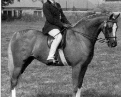 Pferd Harmony Bubbling Cabaret (British Riding Pony, 1981, von Oakley (C) Bubbling Spring)