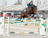 stallion Rl Quality Show (Chilean Warmblood, 2007, from Quality Touch Z)