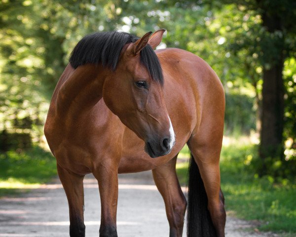 dressage horse Flicka (German Riding Pony, 2019, from Despacito AT)