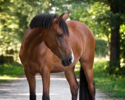 Dressurpferd Flicka (Deutsches Reitpony, 2019, von Despacito AT)