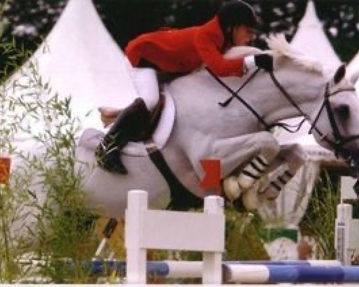 stallion Randi (Hungarian Warmblood, 1984, from Ramzes III)