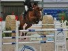 Springpferd Hs Copperhead Cruise (Irish Sport Horse, 2007, von Cruising)