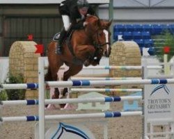 Springpferd Hs Copperhead Cruise (Irish Sport Horse, 2007, von Cruising)