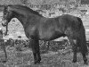 Deckhengst Velmead Rudolph (British Riding Pony,  , von Bwlch Valentino)