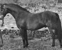 Deckhengst Velmead Rudolph (British Riding Pony,  , von Bwlch Valentino)