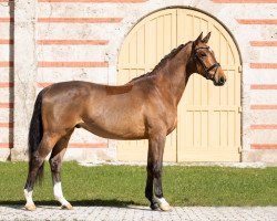 dressage horse Bon Vivant 9 (Trakehner, 2020, from Zauberreigen)