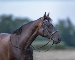 broodmare Taska (Great Poland (wielkopolska), 2005, from Maler)