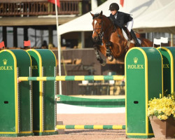 jumper Helene VE (Belgian Warmblood, 2007, from Diamant de Semilly)