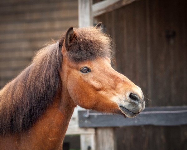 broodmare Stígla vom Elfenland (Iceland Horse, 2006, from Tonn fra Audsholtshjaleigu)