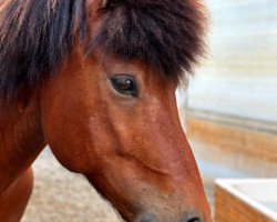 horse Naddi vom Mönchhof (Iceland Horse, 2016, from Náttfari vom Elfenland)