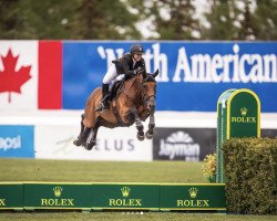 jumper Hellcat (Belgian Warmblood, 2011, from Cassander van het Bremhof)