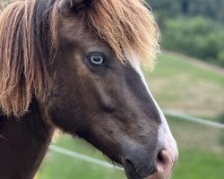 horse Vonarneisti von der Elfenweide (Iceland Horse, 2022)