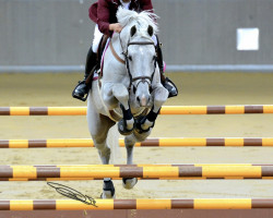 jumper Cassander van het Bremhof (Belgian Warmblood, 2002, from Concreto 174 FIN)