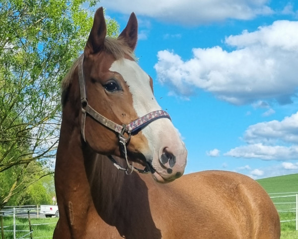 broodmare Chiara (Bavarian, 2013, from Hochfein)