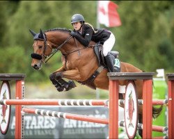 jumper Herovito (KWPN (Royal Dutch Sporthorse), 2012, from Dynamo)