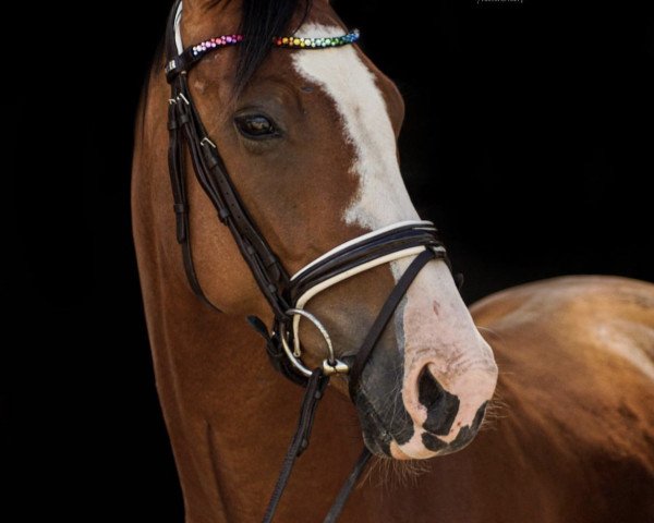 dressage horse Vinomoki (Oldenburg, 2016, from Valerius)