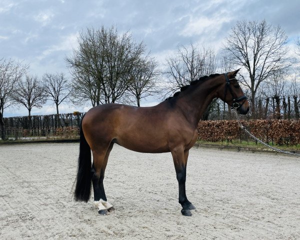 dressage horse Tess de Gesvres (Zangersheide riding horse, 2019, from Top Gear)